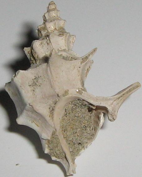 Calcarata calcarata (Brocchi, 1814) pliocene - Toscana